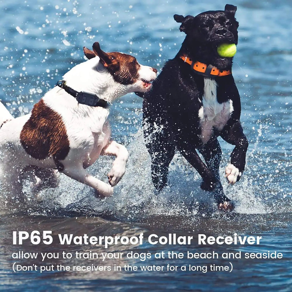 Remote Bark Collar