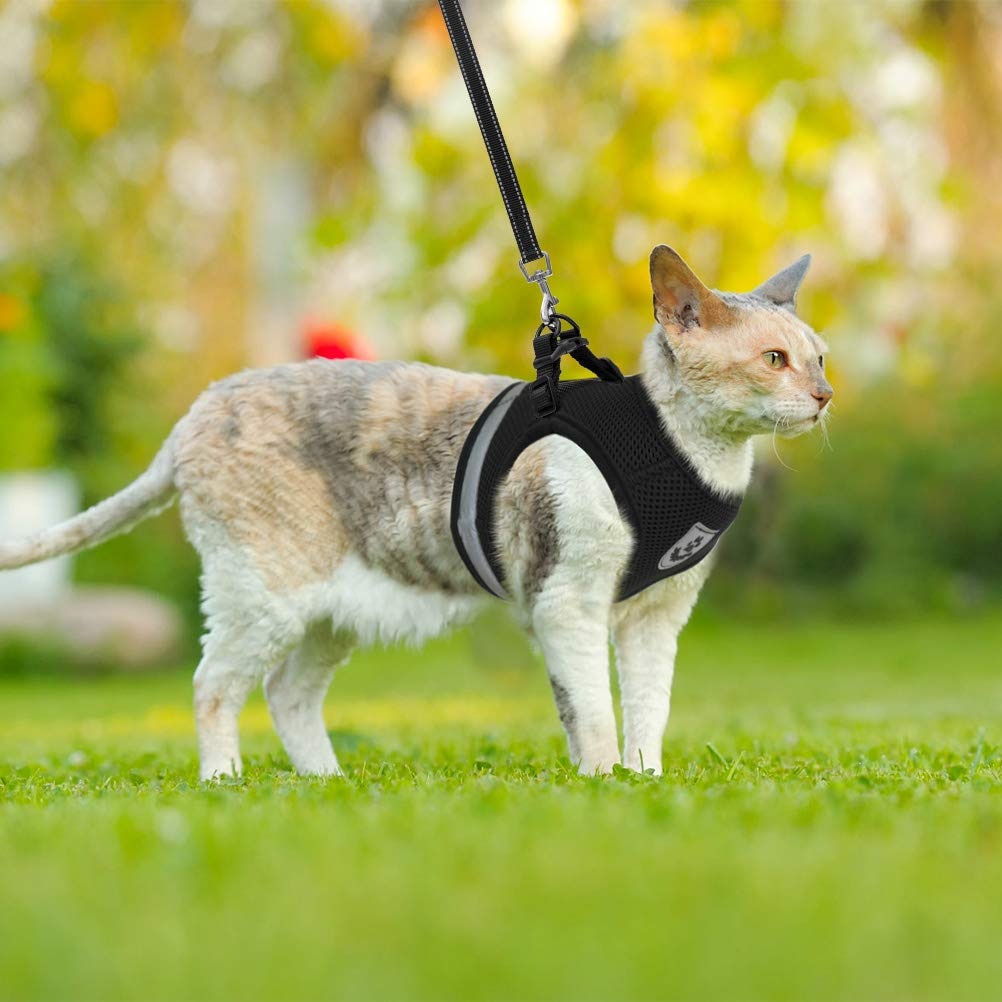 Reflective Mesh Harness