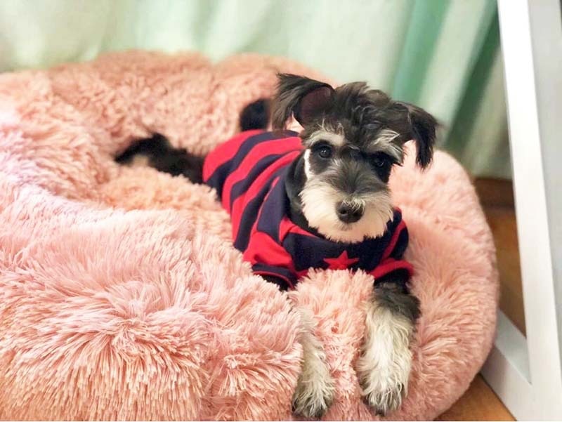 Fluffy Round Bed