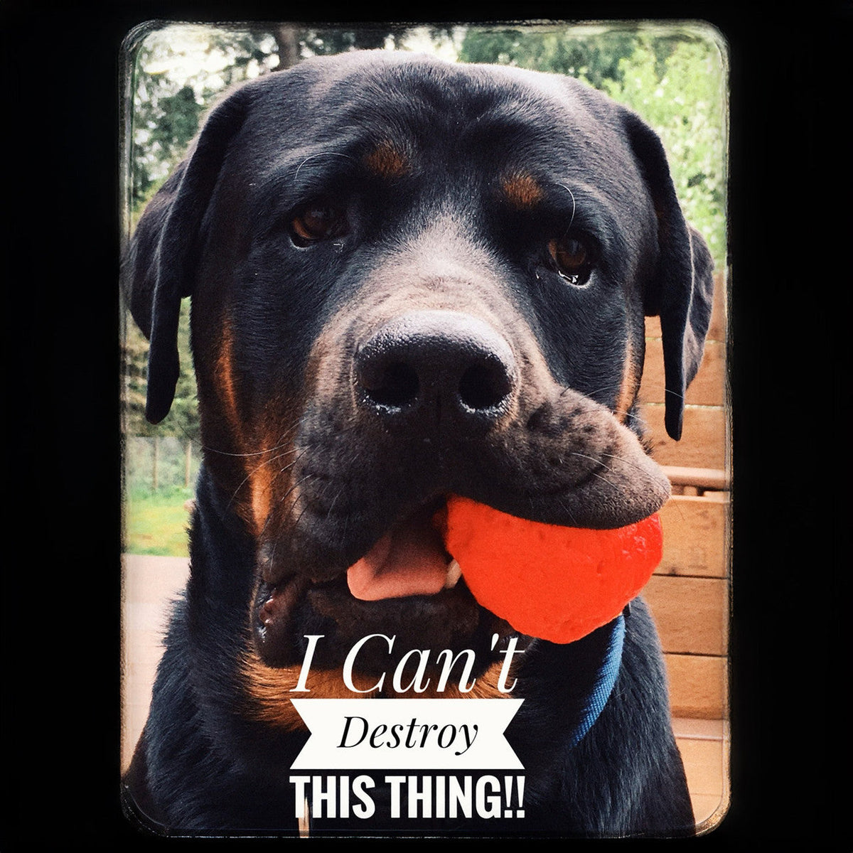 Wunderball Fetch Ball