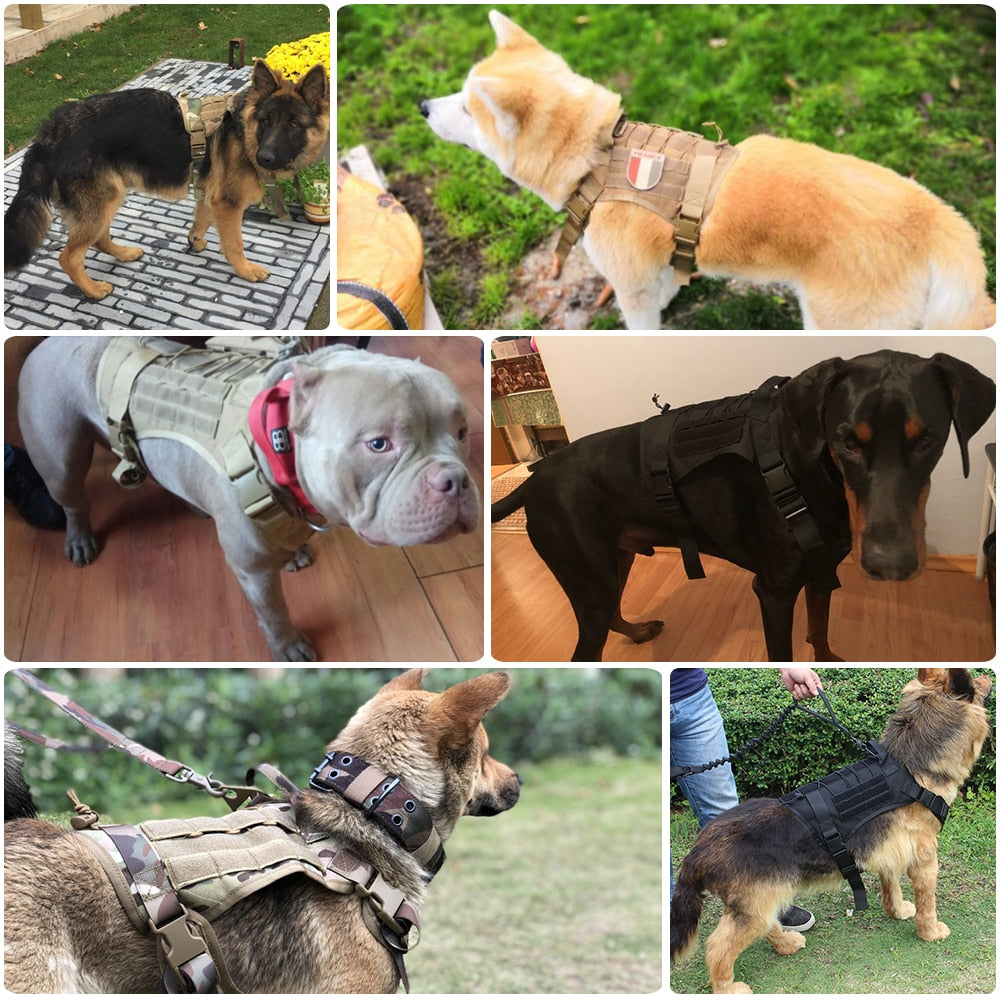 Harness and Leash Set